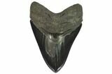 Serrated, Fossil Megalodon Tooth #124204-2